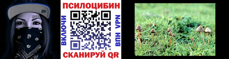 Псилоцибиновые грибы Psilocybe Вяземский